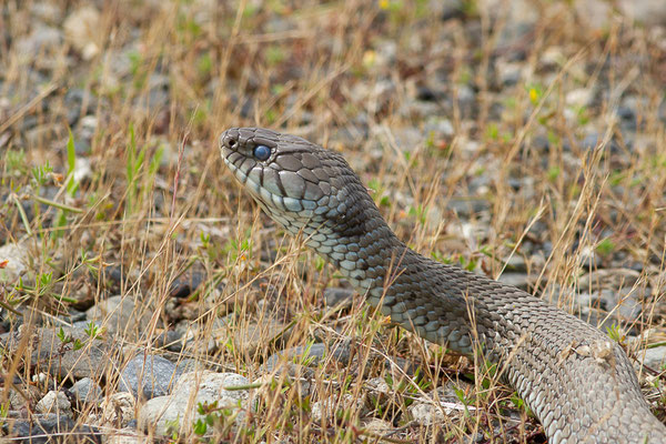 Couleuvre astreptophore — Natrix astreptophora (Seoane, 1884), (femelle adulte) (Mourenx (64), France, le 07/06/2023)