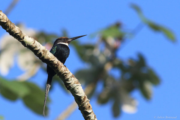 Jacamar à longue queue — Galbula dea (Linnaeus, 1758), (Petit-Saut, Guyane, le 07/07/2016)