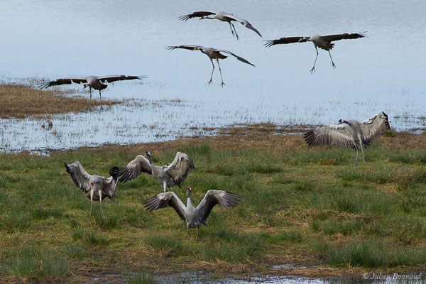 Grue cendrée – Grus grus (Linnaeus, 1758), (réserve des barthes de Saint-Martin-de-Seignanx (64), France, le 19/01/2019)