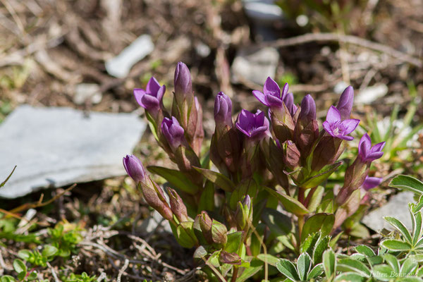 Gentianelle des champs — Gentianella campestris (L.) Börner, 1912, (Station de ski de Gourette, Euax-Bonnes (64), France le 05/08/2021)