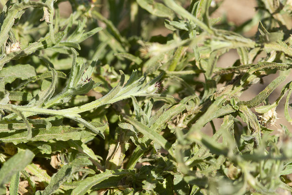 Centaurée de Malte — Centaurea melitensis L., 1753, (Tindaya, Fuerteventura, (Iles Canaries, Espagne), le 18/02/2022)