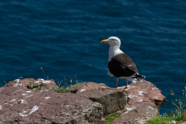 Goéland marin — Larus marinus Linnaeus, 1758