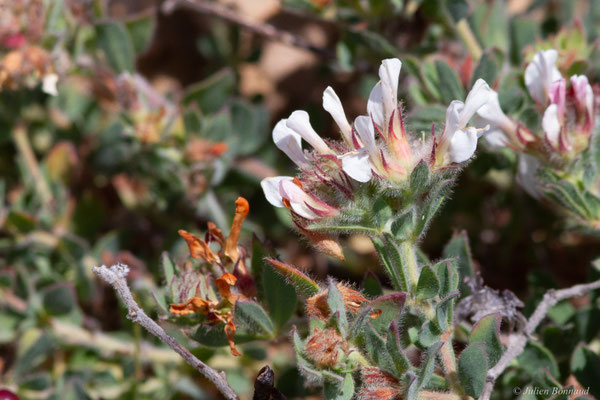 Pied de Coq — Lotus hirsutus L., 1753