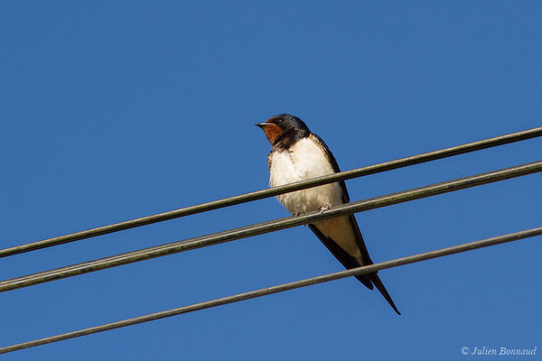 Hirondelle rustique (Hirundo rustica) (Mazerolle (40), France, le 10/04/2020)
