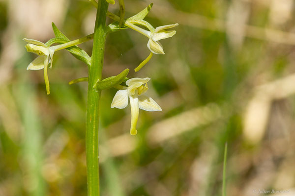 Platanthère à deux feuilles — Platanthera bifolia (L.) Rich., 1817