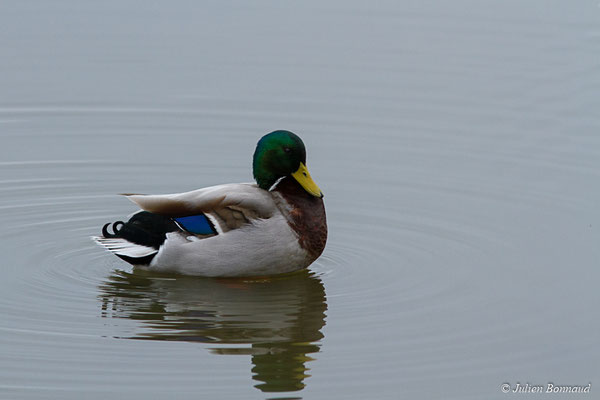 Canard colvert — Anas platyrhynchos Linnaeus, 1758, (mâle en plumage nuptial) (réserve ornithologique du Teich (33), France, le 23/01/2018)