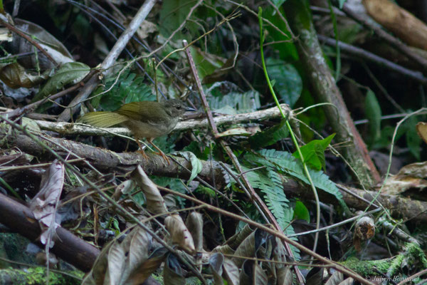 Paruline des rives — Myiothlypis rivularis (Wied-Neuwied, 1821)