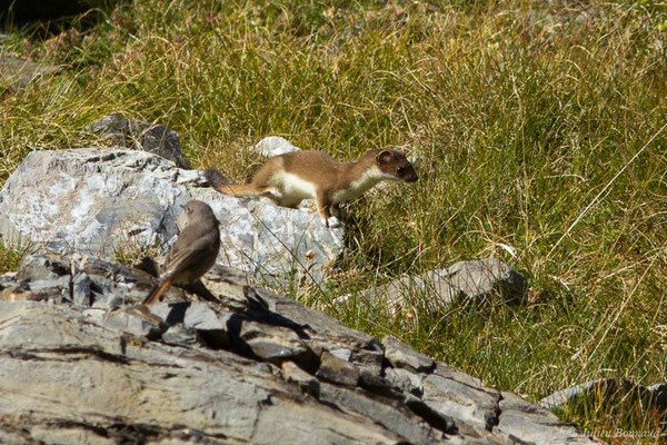Hermine – Mustela erminea Linnaeus, 1758, (Lac d'Anglas, Gourette (64), France, le 30/09/2018)