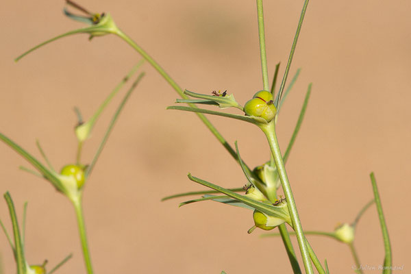 Euphorbia calyptrata Coss. & Kralik, (Msseyed (Guelmim-Oued Noun), Maroc, le 28/01/2024)