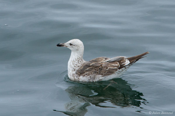 Goéland brun — Larus fuscus Linnaeus, 1758, (Baie de Quiberon, Locmariaquer (56), France, le 09/07/2021)