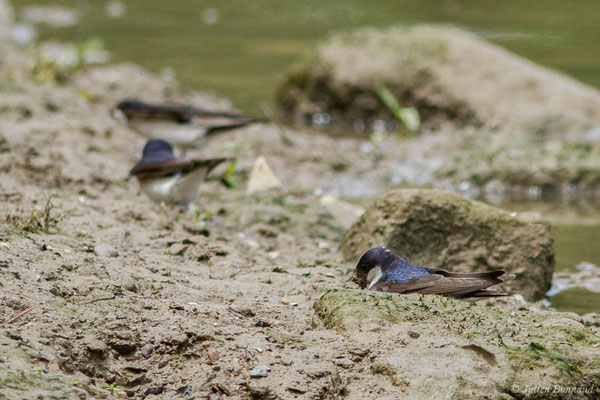 Hirondelle de fenêtre (Delichon urbicum) (Bidache (64), France, le 25/05/2021)