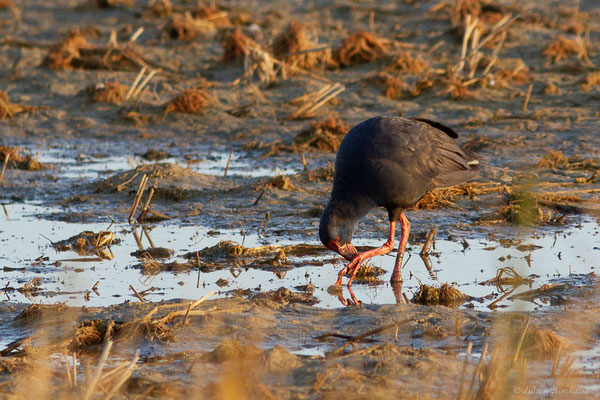 Talève sultane – Porphyrio porphyrio (Linnaeus, 1758), (Parc Naturel du Delta de l'Ebre (Catalogne), Espagne, le 07/02/2022)