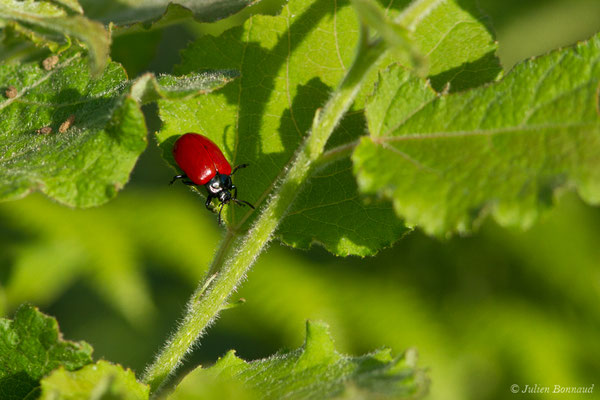 Grande chrysomèle rouge à corselet bleu (Chrysomela populi) (Périgueux (24), France, le 06/08/2018)