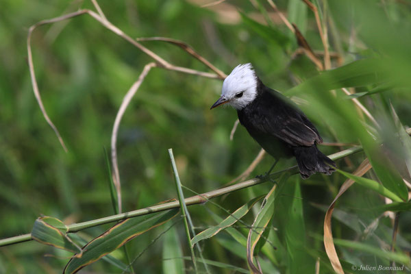 Moucherolle à tête blanche — Arundinicola leucocephala (Linnaeus, 1764)