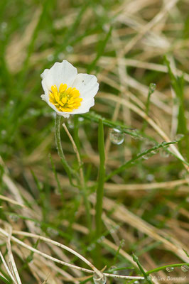 Renoncule des Pyrénées — Ranunculus pyrenaeus L., 1771