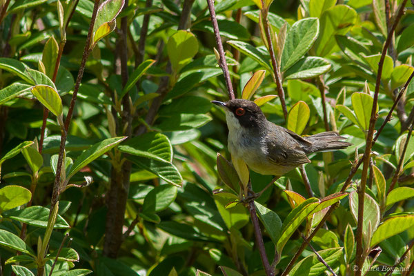Fauvette mélanocéphale — Curruca melanocephala (Gmelin, JF, 1789), (mâle adulte) (Bidart (64), France, le 22/05/2019)