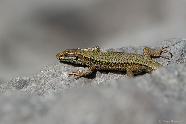 Lézard des murailles — Podarcis muralis (Laurenti, 1768)