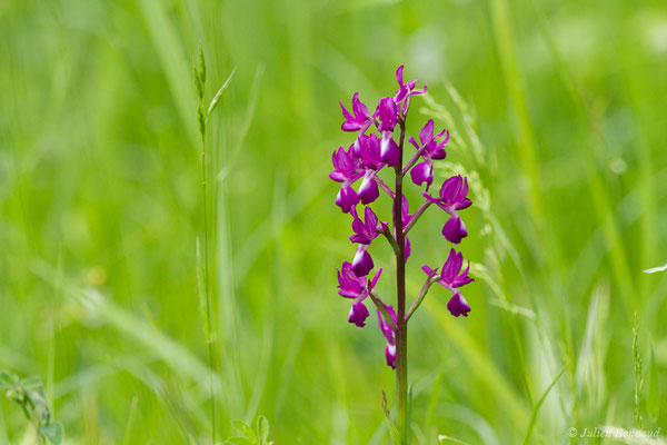 Orchis à fleurs lâches — Anacamptis laxiflora (Lam.) R.M.Bateman, Pridgeon & M.W.Chase, 1997