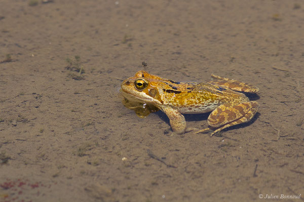 Grenouille rousse — Rana temporaria Linnaeus, 1758