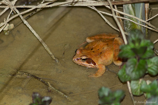 Grenouille rousse — Rana temporaria Linnaeus, 1758