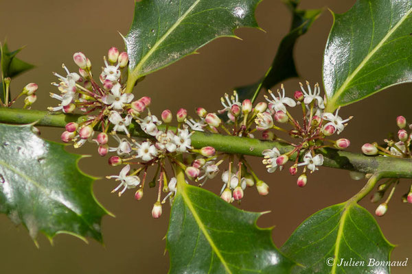 Houx (Ilex aquifolium) (Meillon (64), France, le 22/04/2021)