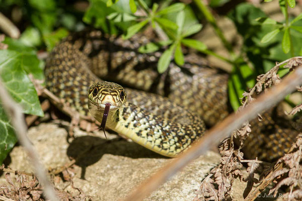Couleuvre verte et jaune — Hierophis viridiflavus (Lacepède, 1789)