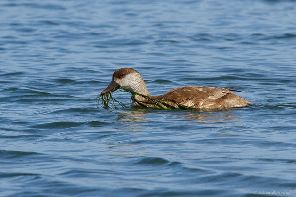 Nette rousse — Netta rufina (Pallas, 1773), (Parc Naturel du Delta de l'Ebre (Catalogne), Espagne, le 05/06/2022)