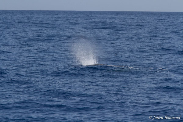 Cachalot, Cachalot macrocéphale ou Grand cachalot – Physeter macrocephalus Linnaeus, 1758, (au large de Deshaies, Basse-Terre le 22/05/2016)