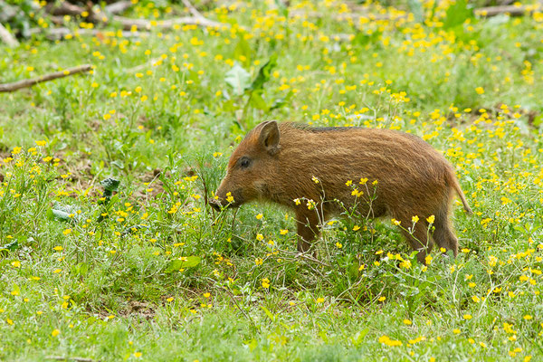 Sanglier — Sus scrofa Linnaeus, 1758, (La Ferme aux Cerfs, Le Houga (32), France, le 10/05/2023)