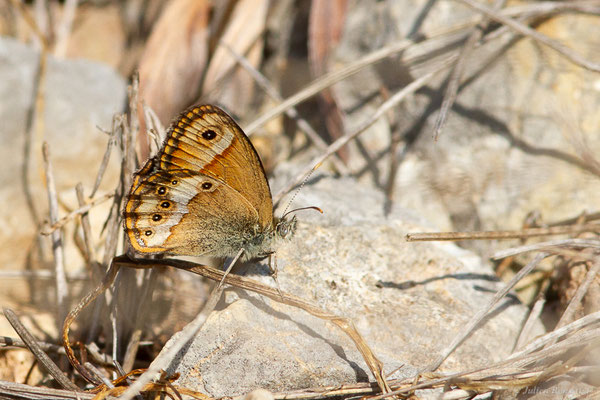 Céphale — Coenonympha arcania (Linnaeus, 1761), (Pyrénées orientales (66), France, le 12/07/2023)