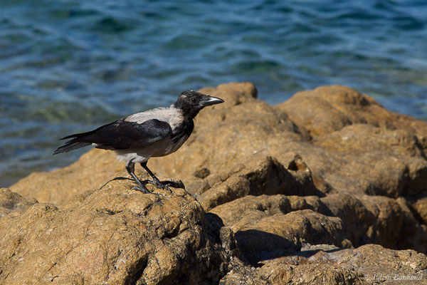 Corneille mantelée — Corvus cornix Linnaeus, 1758, (L'Île-Rousse (2B), France, le 13/09/2019)