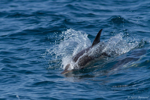 Dauphin commun, Dauphin commun à bec court ou Dauphin commun à bec long – Delphinus delphis Linnaeus, 1758, (Sagres (Vila do Bispo), Algarve (Portugal), le 31/08/2018)