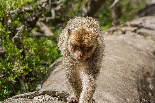 Magot, Macaque berbère, Macaque de Barbarie – Macaca sylvanus (Linnaeus, 1758), (Tarifa (Andalousie), Espagne, le 02/08/2020)