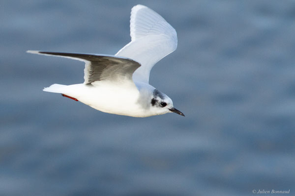 Mouette pygmée — Hydrocoloeus minutus (Pallas, 1776)