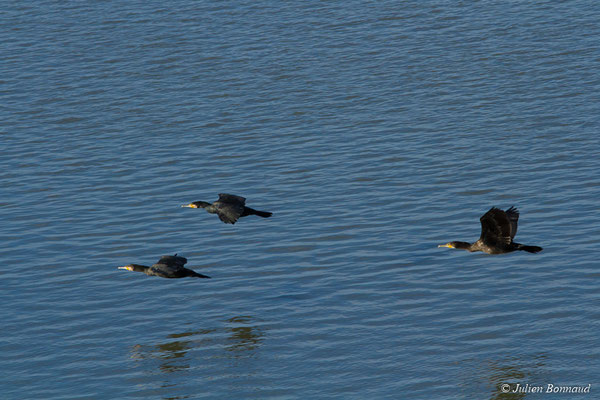 Grand Cormoran — Phalacrocorax carbo (Linnaeus, 1758), (adultes en plumages internuptiaux) (Baie de Saint-Brieuc, Hillion (22), France, le 24/11/2017)