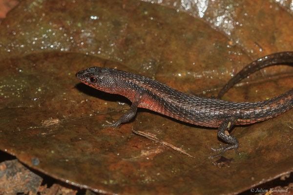 Léposome des Guyanes — Loxopholis guianense (Ruibal, 1952), (Réserve biologique intégrale de Lucifer Dékou Dékou, Saint-Laurent-du-Maroni, Guyane, le 29/02/2016)