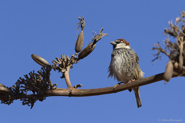 Moineau espagnol – Passer hispaniolensis (Temminck, 1820), (La Matilla, Fuerteventura, (Iles Canaries, Espagne), le 18/02/2022)