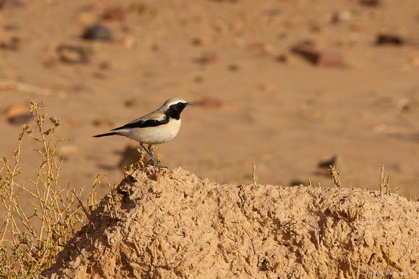 Traquet du désert — Oenanthe deserti (Temminck, 1825), (Parc national d'Iriqui (Souss-Massa-Draâ, Guelmim-Es Semara), Maroc, le 12/02/2023)