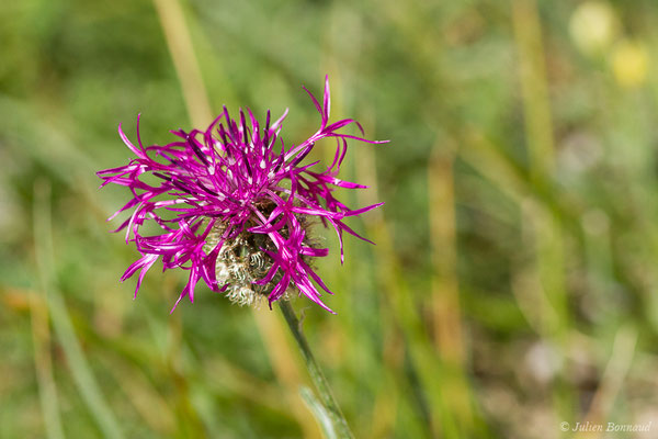 Centaurée scabieuse — Centaurea scabiosa L., 1753, (Laruns (64), France, le 03/08/2019)