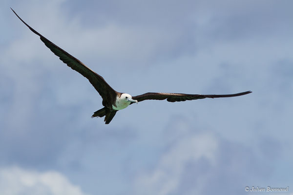 Frégate superbe — Fregata magnificens Mathews, 1914, (Saint-Anne, Guadeloupe, le 15/05/2016)