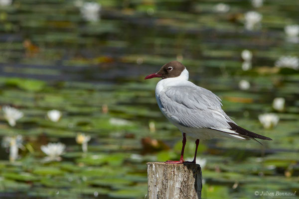 Mouette rieuse — Chroicocephalus ridibundus (Linnaeus, 1766), (Mézières-en-Brenne (36), France, le 13/06/2021)