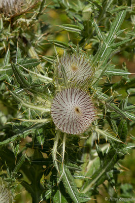 Cirse laineux ou Cirse aranéeux — Cirsium eriophorum (L.) Scop., 1772, (Station de ski de Gourette, Eaux-Bonnes (65), France, le  30/07/2020)