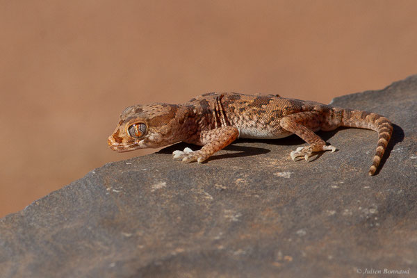 Sténodactyle de Maurétanie — Stenodactylus mauritanicus Guichenot, 1850, (Msseyed (Guelmim-Oued Noun), Maroc, le 27/01/2024)