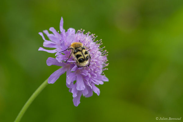 Trichie — Trichius sp., (Le Bastan de Sers, Sers (65), France, le 29/06/2018)