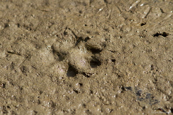 Renard roux — Vulpes vulpes (Linnaeus, 1758), (Empreintes), (Lau Balagnas (65), France, le 28/09/2022)