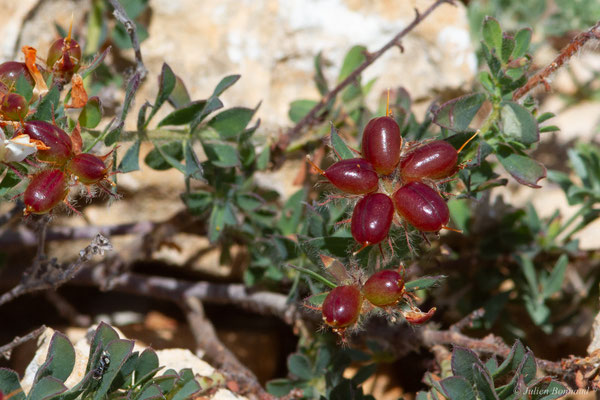 Pied de Coq — Lotus hirsutus L., 1753
