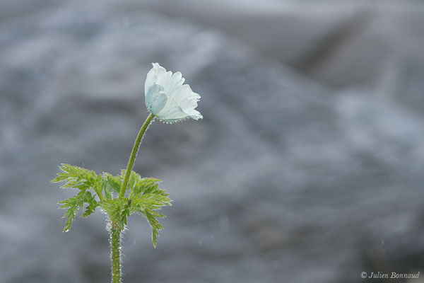 Pulsatille des Alpes — Pulsatilla alpina (L.) Delarbre, 1800