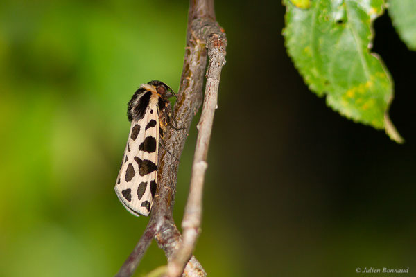 Écaille tesselée — Cymbalophora pudica (Esper, 1785), (Toulouse (31), France, le 28/09/2024)