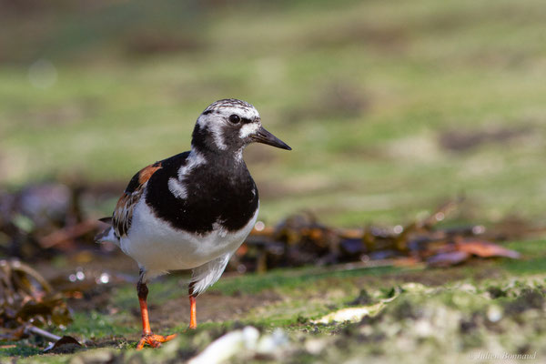 Tournepierre à collier — Arenaria interpres (Linnaeus, 1758), (Anglet (64), France, le 10/08/2024)