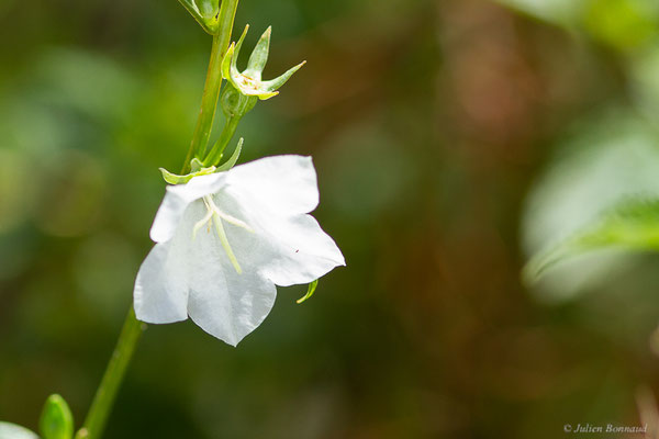 Campanule à feuilles de pêcher — Campanula persicifolia L., 1753, (Station de ski de Gourette, Eaux Bonnes (64), France, le 15/08/2022)